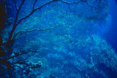 03hu013.jpg (6486 Byte)