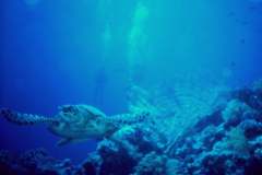 03hu025.jpg (4313 Byte)