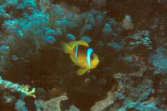 03hu069.jpg (5812 Byte)