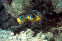 03hu119.jpg (7270 Byte)