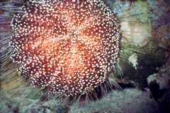 03hu119.jpg (7270 Byte)