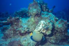 03hu126.jpg (6823 Byte)