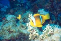 03hu128.jpg (7251 Byte)