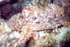 03hu135.jpg (8778 Byte)