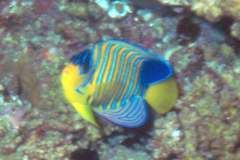 03hu135.jpg (8778 Byte)