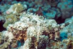 03hu152.jpg (7660 Byte)