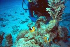 03hu171.jpg (6421 Byte)