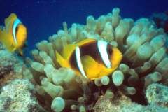 03hu173.jpg (7341 Byte)