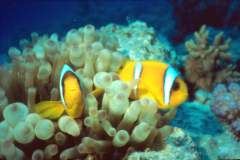 03hu174.jpg (7201 Byte)