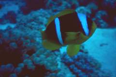 03hu176.jpg (5222 Byte)