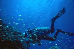 03hu177.jpg (5382 Byte)