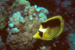 03hu182.jpg (6490 Byte)