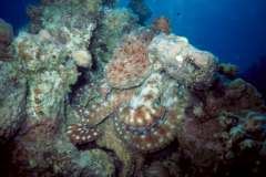 03hu177.jpg (5382 Byte)