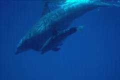 03hu234.jpg (2394 Byte)