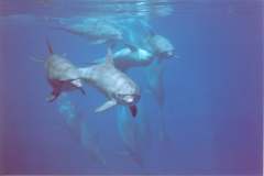 03n233.jpg (2863 Byte)