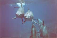 03n209.jpg (3516 Byte)