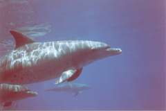 03n210.jpg (3452 Byte)