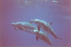 03n212.jpg (3092 Byte)