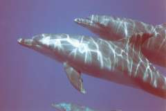 03n214.jpg (4015 Byte)