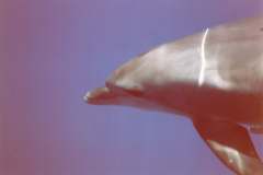 03n215.jpg (2684 Byte)