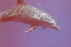 03n216.jpg (3061 Byte)