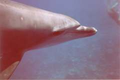 03n217.jpg (3351 Byte)