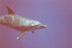 03n220.jpg (3556 Byte)