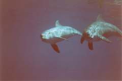 03n232.jpg (2699 Byte)