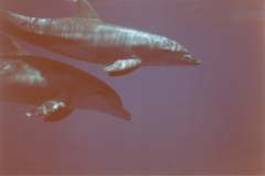 03n233.jpg (2863 Byte)