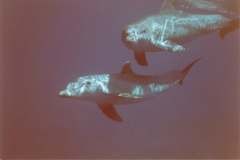 03n234.jpg (2918 Byte)