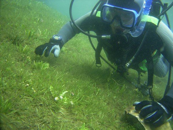 steve beim blumen-pflcken