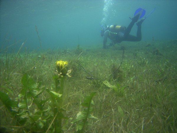 almwiese unter wasser