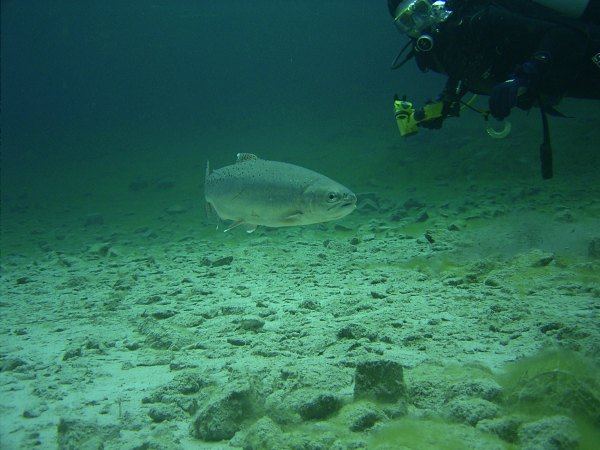 bachforellen sind anscheinend fotoscheu