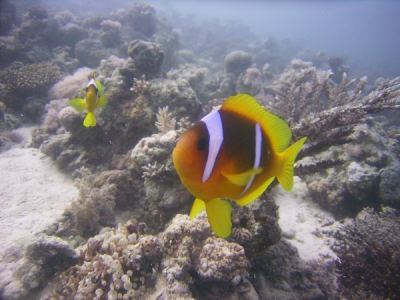 rotmeer-anemonenfische