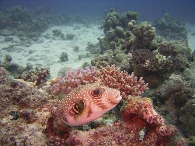 weissfleck-kugelfisch