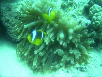 rotmeer-anemonenfische