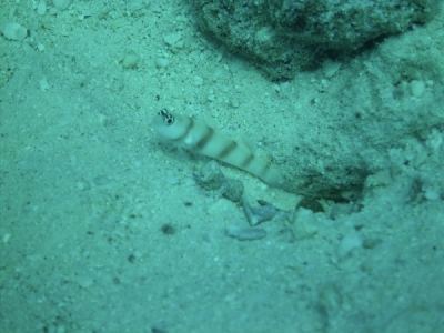 steinitz' partnergrundel bewacht knallkrebs-wohnung