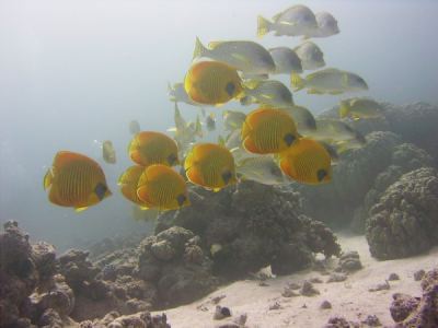 tauchen im "aquarium"