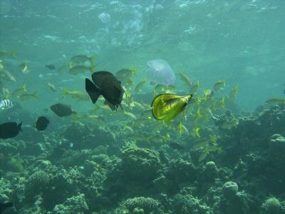 ohrenqualle - von fischen gejagt