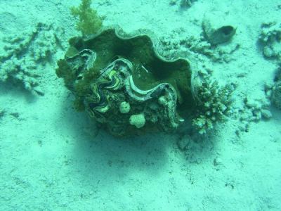 schuppige riesenmuschel