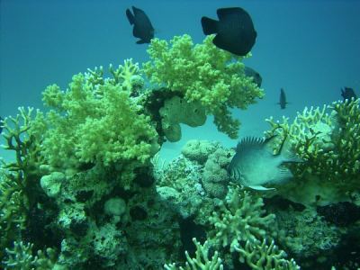 reges leben am riff