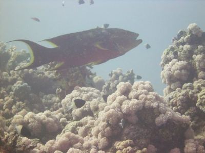 mondflossen-zackenbarsch