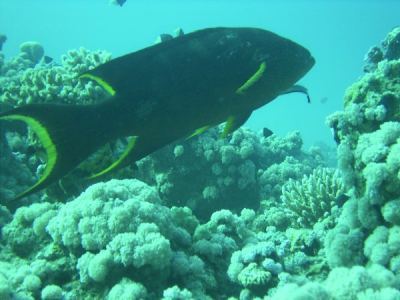 mondflossen-zackenbarsch