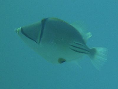 rotmeer-picassodrcker