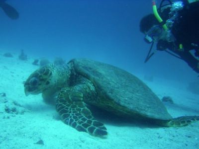 alex entdeckt eine suppenschildkrte