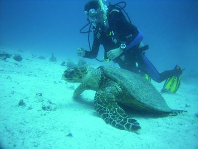 alex entdeckt eine suppenschildkrte