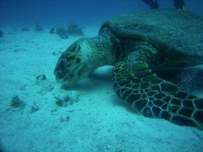 suppenschildkrte beim fressen