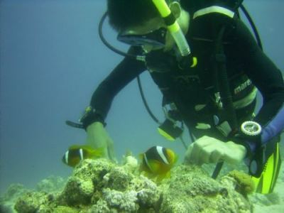 alex spielt mit clownfischen