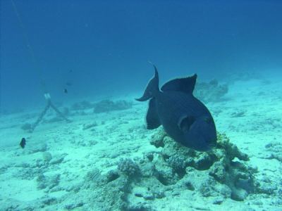 blauer drcker beim nestbau