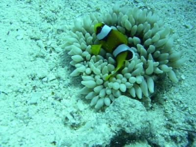 mini-anemone mit mini-clownfisch